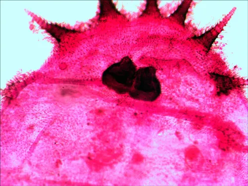 obraz Zestaw gotowych preparatów Levenhuk N20 NG,  12